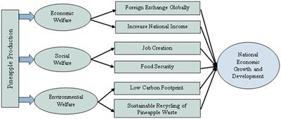 Examining technical efficiency, prospects, and policies of farmers: data from a developing nation’s pineapple production